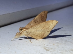 Oxyodes scrobiculata