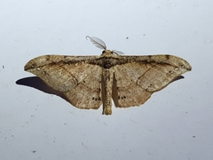 Hyposidra infixaria