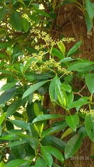 Hydrangea viburnoides