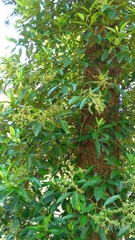 Hydrangea viburnoides