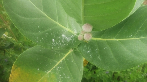 Calotropis procera image