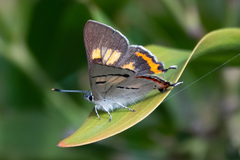 Pseudalmenus chlorinda