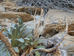 Matthiola incana incana