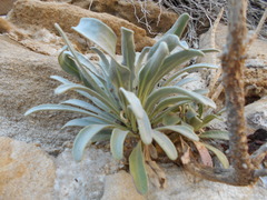 Matthiola incana incana