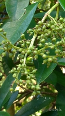 Hydrangea viburnoides
