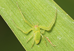 Cetratus rubropunctatus