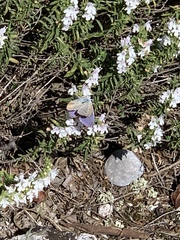 Lycaenidae