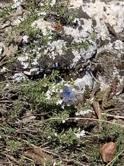 Lycaenidae