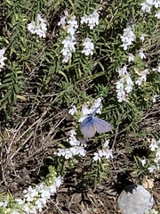 Lycaenidae