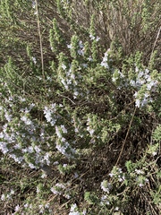 Satureja montana