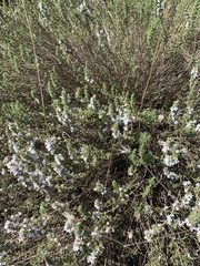 Satureja montana