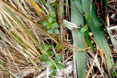 Alternanthera philoxeroides