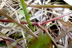 Alternanthera philoxeroides