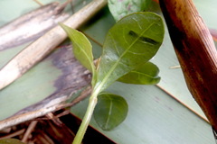 Alternanthera philoxeroides