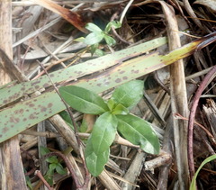 Alternanthera philoxeroides