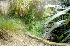 Alternanthera philoxeroides