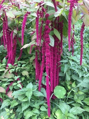 Amaranthus caudatus
