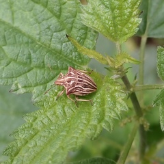 Ancyrosoma leucogrammes