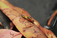 Chauliognathus imperialis