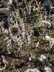 Angiospermae