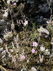 Angiospermae