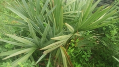 Arecaceae