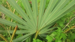 Arecaceae