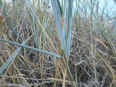 Elymus athericus