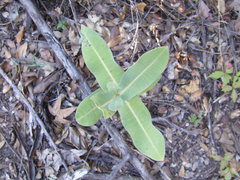 Asclepias elata