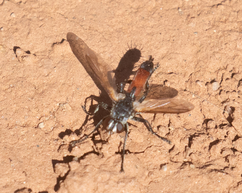 Unknown species found near Fremont County, WY, USA