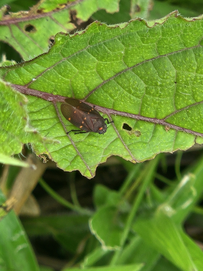 Prosapia teapana
