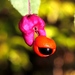 Euonymus verrucosus - Photo (c) eugenezakharov, algunos derechos reservados (CC BY-NC), subido por eugenezakharov