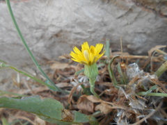 Sonchus maritimus