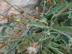 Sonchus maritimus