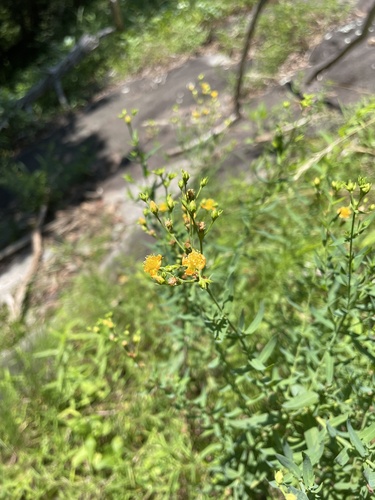 Brushy mountain St. johnswort (Hypericum radfordiorum)