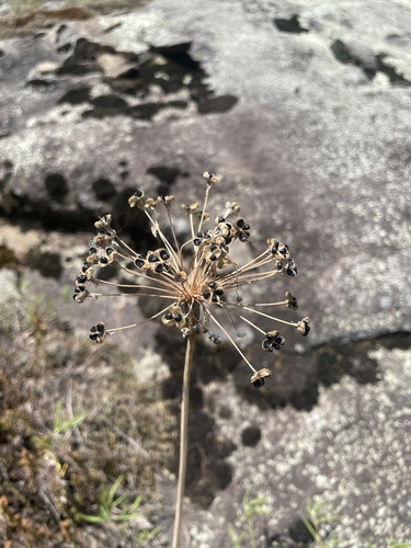 Keever's Onion (Allium keeverae)