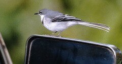 Mountain Wagtail photo 4