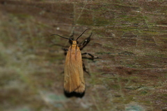 Lycomorphodes sordida