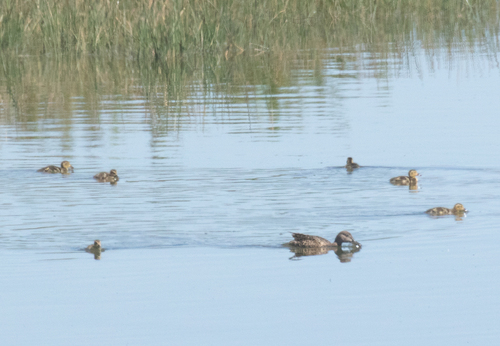 Cinnamon Teal