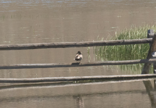 Gadwall