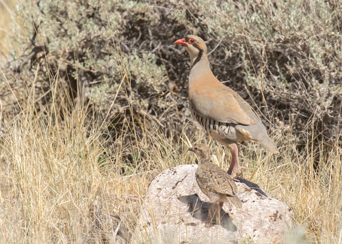 Chukar