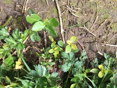 Alternanthera philoxeroides