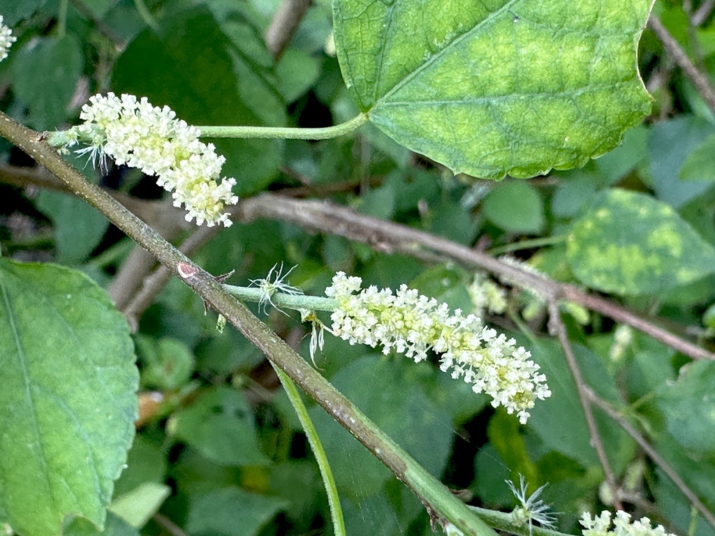 Acalypha fruticosa