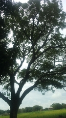 Parkia biglobosa