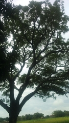 Parkia biglobosa