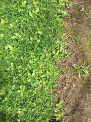 Alternanthera philoxeroides