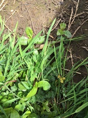 Alternanthera philoxeroides