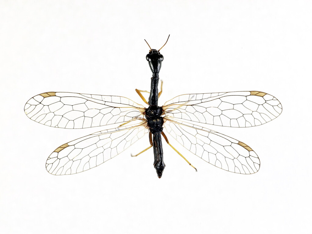 Venustoraphidia conviventibus