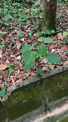 Piper auritum