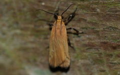 Lycomorphodes sordida
